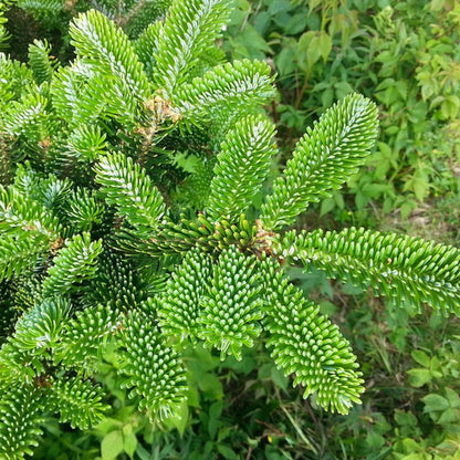 Fraserspar (Abies fraseri)