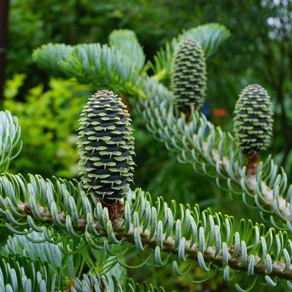 Koreaanse zilverspar (Abies koreana) 'Silberlocke'