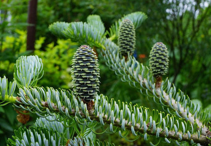 Koreaanse zilverspar (Abies koreana) 'Silberlocke'