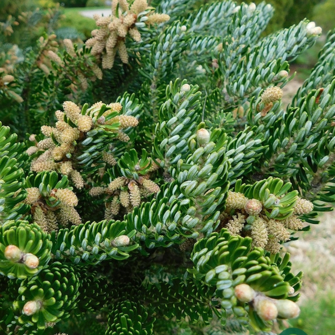 Koreaanse zilverspar (Abies koreana) 'Silver Show'