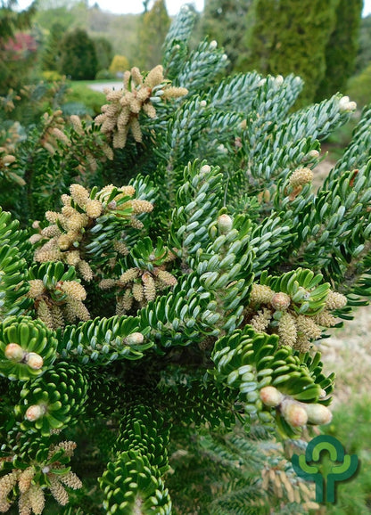 Koreaanse zilverspar (Abies koreana) 'Silver Show'