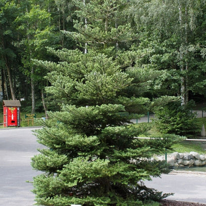 Koreaanse zilverspar (Abies koreana)