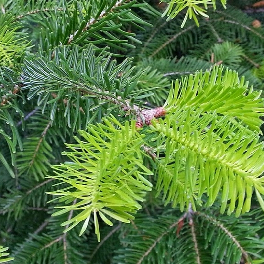 Nordmannspar (Abies nordmanniana)