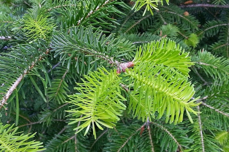 Nordmannspar (Abies nordmanniana)