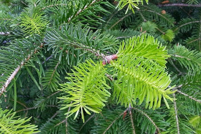Nordmannspar (Abies nordmanniana)