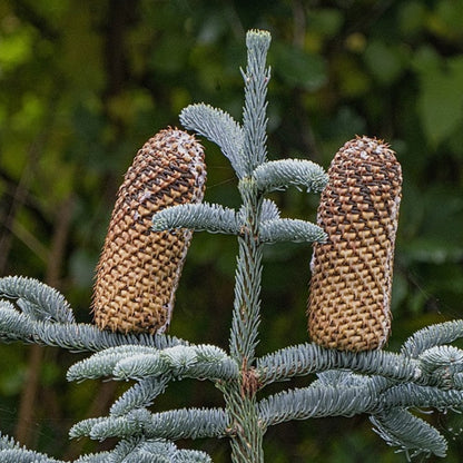 Zilverspar (Abies procera) 'Glauca'