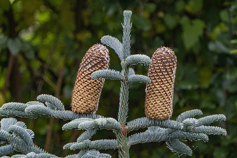 Zilverspar (Abies procera) 'Glauca'