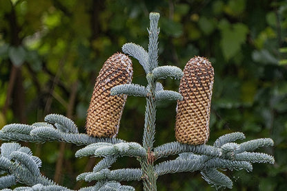 Zilverspar (Abies procera) 'Glauca'