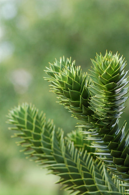 Apenboom (Araucaria araucana)