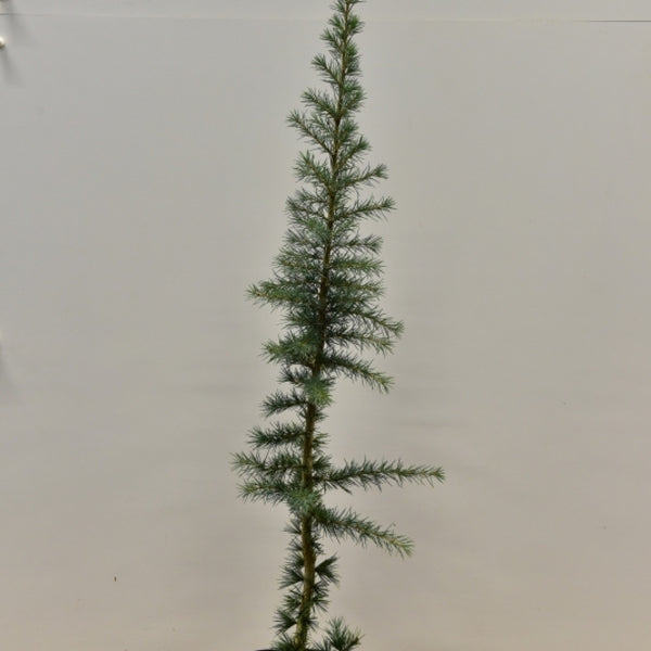 Himalayaceder (Cedrus deodara) 'Bushes Electra'