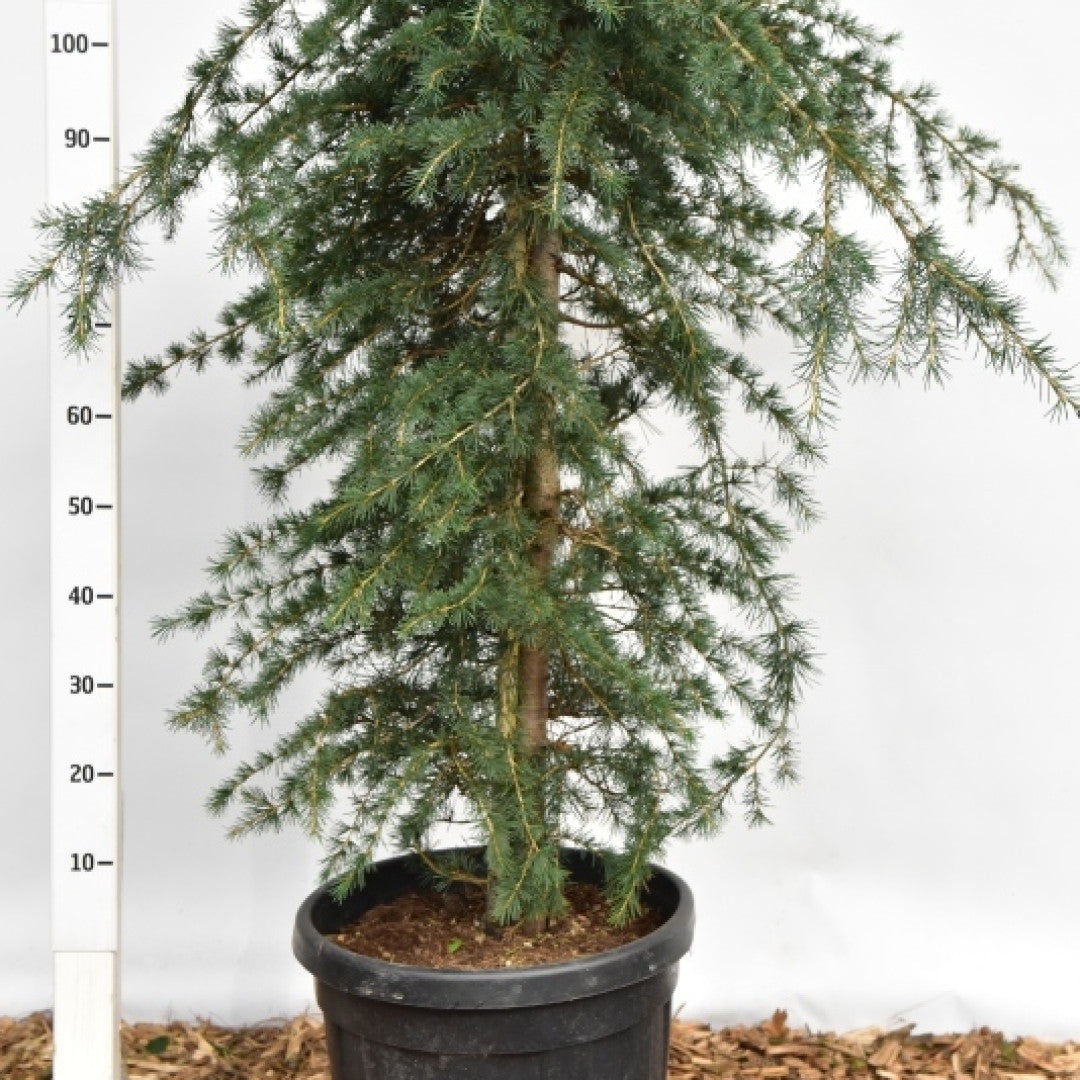 Himalayaceder (Cedrus deodara) 'Pendula'