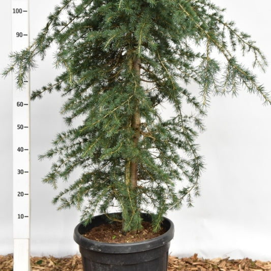 Himalayaceder (Cedrus deodara) 'Pendula'