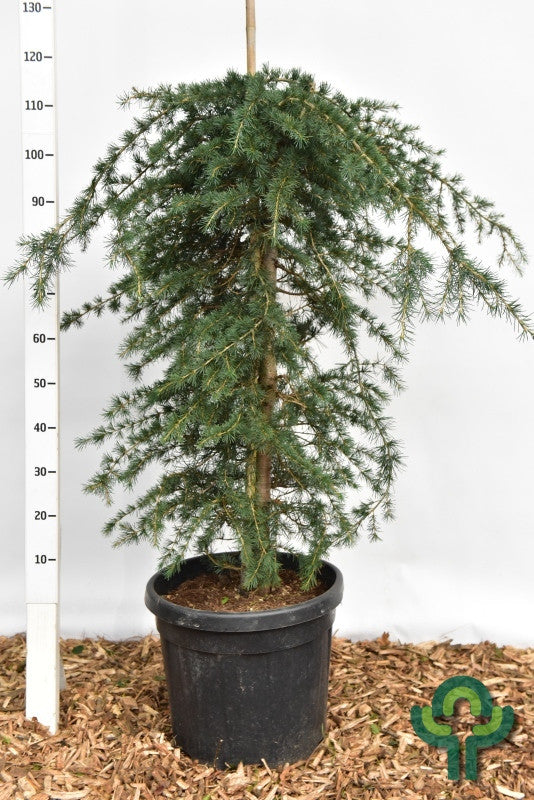 Himalayaceder (Cedrus deodara) 'Pendula'