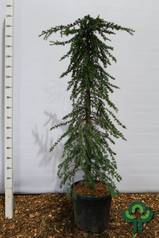 Himalayaceder (Cedrus deodara) 'Pendula'