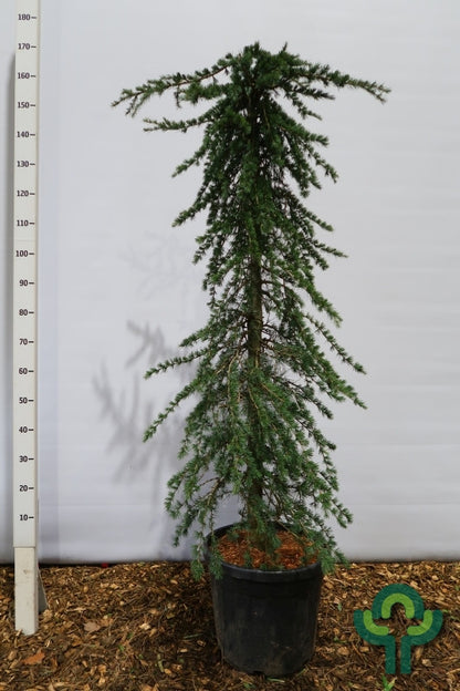 Himalayaceder (Cedrus deodara) 'Pendula'