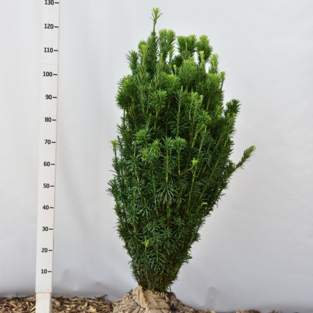 Knoptaxus (Cephalotaxus harringtonii) 'Fastigiata'