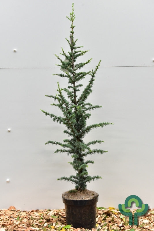 Libanonceder (Cedrus libani) 'Fastigiata'