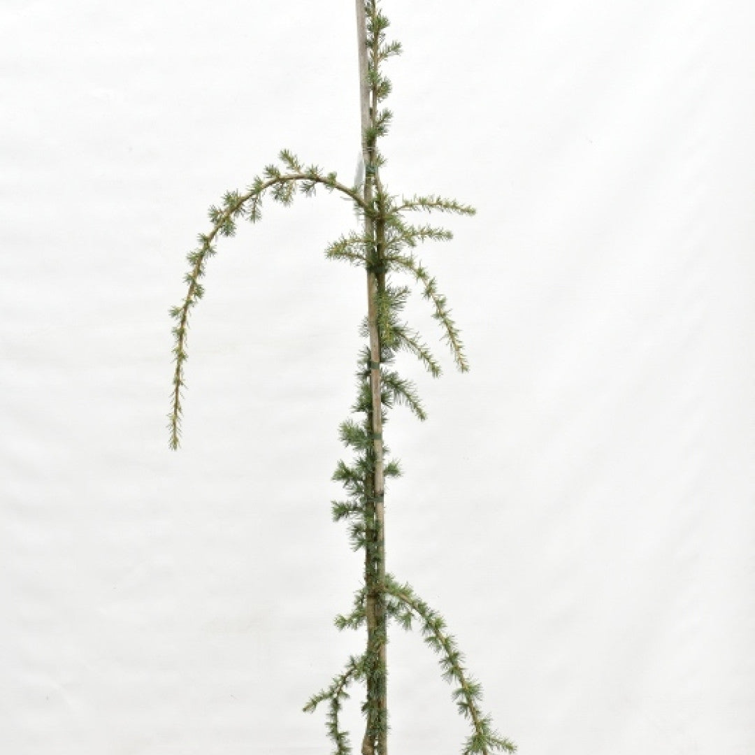 Libanonceder (Cedrus libani) 'Glauca Pendula'