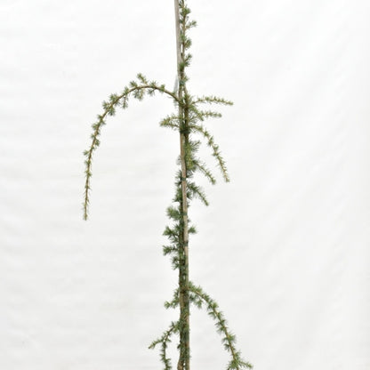 Libanonceder (Cedrus libani) 'Glauca Pendula'