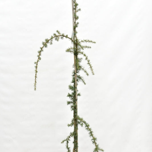 Libanonceder (Cedrus libani) 'Glauca Pendula'