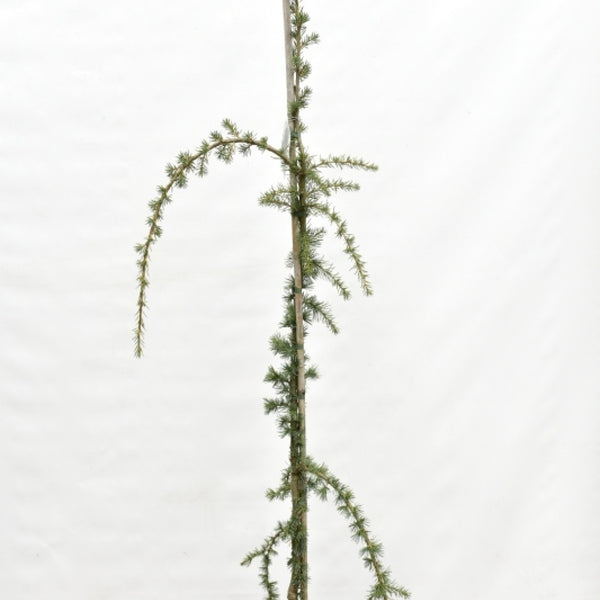 Libanonceder (Cedrus libani) 'Glauca Pendula'