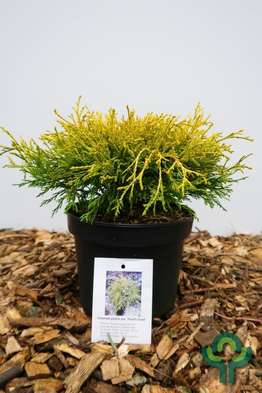 Schijncipres (Chamaecyparis pisifera) 'Paul's Gold'