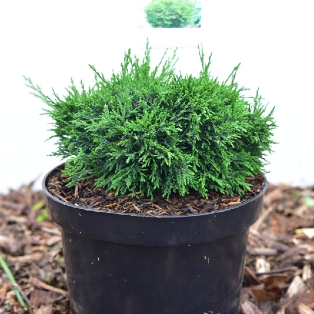 Schijncipres (Chamaecyparis lawsoniana) 'Green Globe'