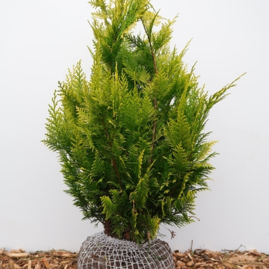 Schijncipres (Chamaecyparis lawsoniana) 'Ivonne'