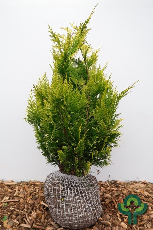 Schijncipres (Chamaecyparis lawsoniana) 'Ivonne'