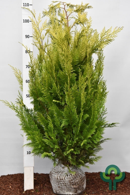 Schijncipres (Chamaecyparis lawsoniana) 'Ivonne'