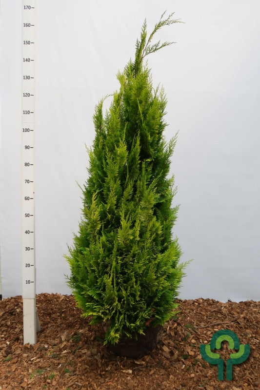 Schijncipres (Chamaecyparis lawsoniana) 'Ivonne'
