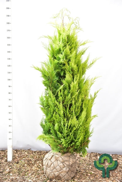 Schijncipres (Chamaecyparis lawsoniana) 'Ivonne'