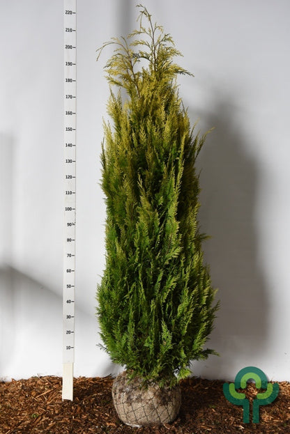 Schijncipres (Chamaecyparis lawsoniana) 'Ivonne'