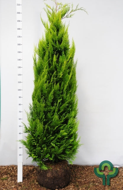 Schijncipres (Chamaecyparis lawsoniana) 'Ivonne'