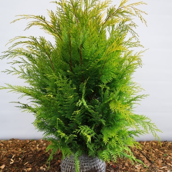 Schijncipres (Chamaecyparis lawsoniana) 'Stardust'