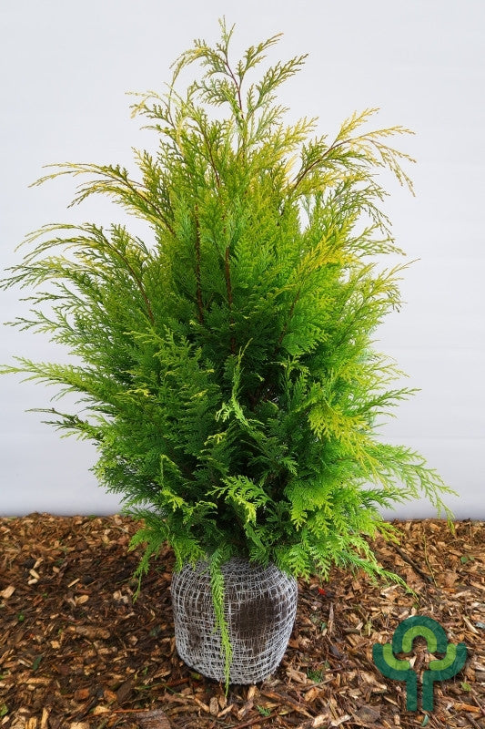Schijncipres (Chamaecyparis lawsoniana) 'Stardust'