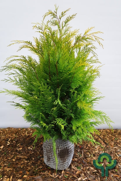 Schijncipres (Chamaecyparis lawsoniana) 'Stardust'