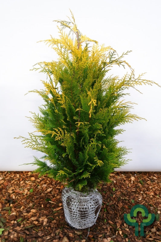 Schijncipres (Chamaecyparis lawsoniana) 'Stardust'