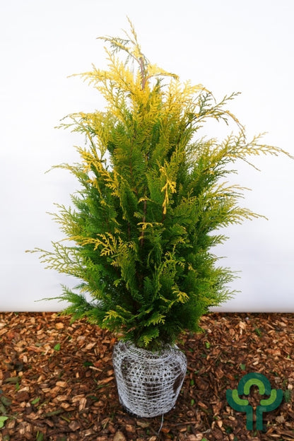 Schijncipres (Chamaecyparis lawsoniana) 'Stardust'