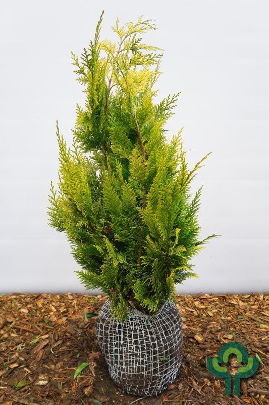 Schijncipres (Chamaecyparis lawsoniana) 'Stardust'