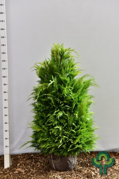 Schijncipres (Chamaecyparis lawsoniana) 'Stardust'