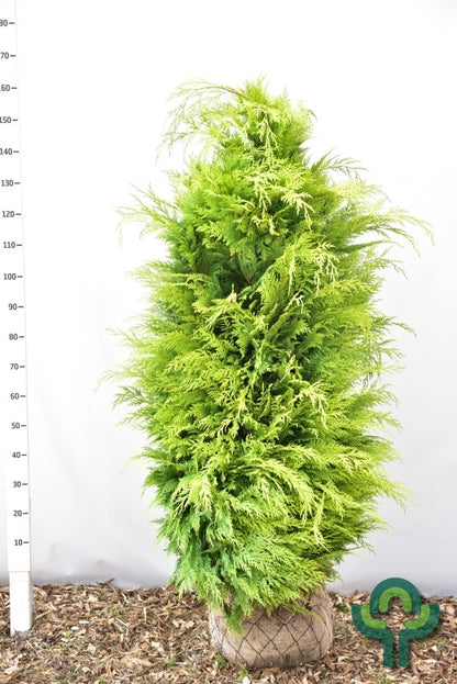 Schijncipres (Chamaecyparis lawsoniana) 'Stardust'