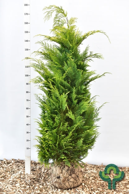 Schijncipres (Chamaecyparis lawsoniana) 'Stardust'