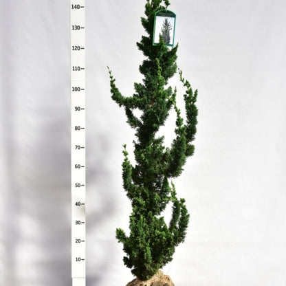 Schijncipres (Chamaecyparis lawsoniana) 'Wissel's Saguaro'