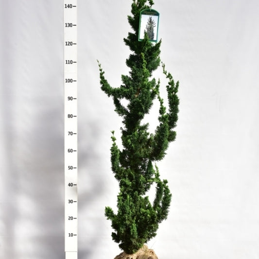 Schijncipres (Chamaecyparis lawsoniana) 'Wissel's Saguaro'