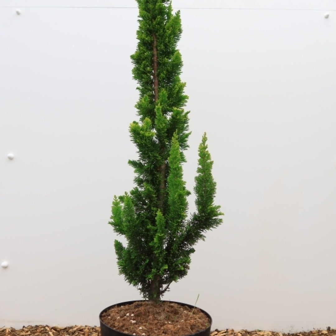 Schijncipres (Chamaecyparis lawsoniana) 'Yellow Spire'