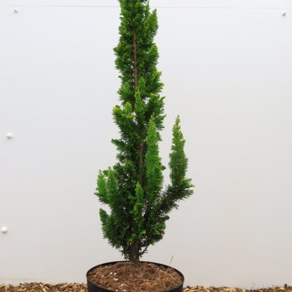 Schijncipres (Chamaecyparis lawsoniana) 'Yellow Spire'