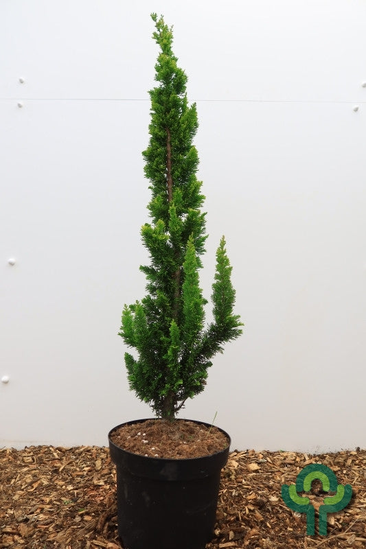 Schijncipres (Chamaecyparis lawsoniana) 'Yellow Spire'