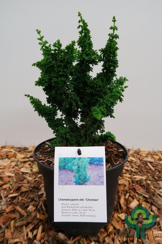 Schijncipres (Chamaecyparis obtusa) 'Chirimen'
