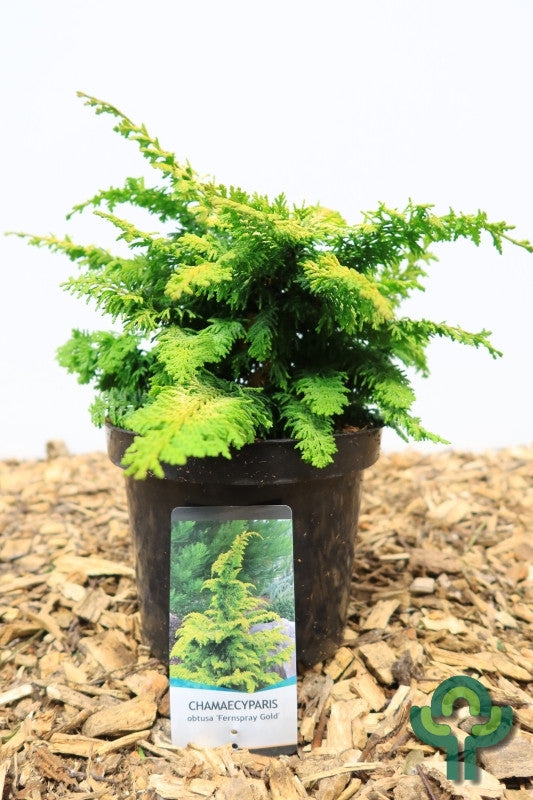 Schijncipres (Chamaecyparis obtusa) 'Fernspray Gold'